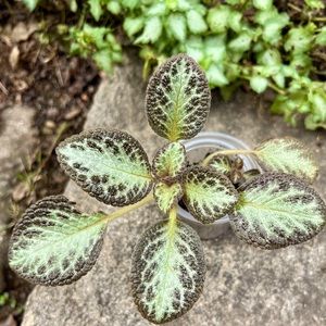 Episcia Cupreata